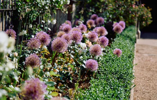 Purple teasels in the sun outside Trinity's Garden Quad.